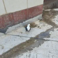 گبوتر|پرنده|اسفرورین, |دیوار