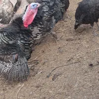 بقلمون .مرغ گلین .طوسی چناران .