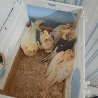 عروس مولد با 5تا جوجه