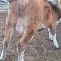 فروش تلیسه شکم اول|حیوانات مزرعه|میاندوآب, |دیوار