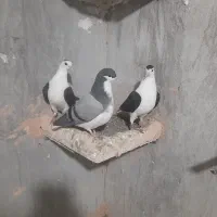 جوجه کفتر تازه دون خورشده