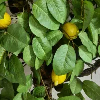 درخت لیمو|گل مصنوعی|تهران, تهرانسر غربی|دیوار