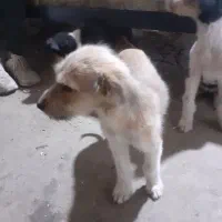 سگ ماده ازنژاداشپیتز۴تا|سگ|اراک, |دیوار