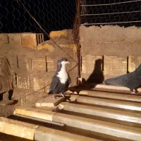 یک جفت سیاه سیندق|پرنده|رفسنجان, |دیوار