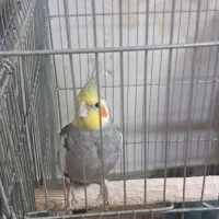 عروس هلندی نر و ماده