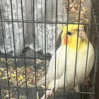 عروس هلندی مرغ عشق|پرنده|رباطکریم, الارد|دیوار