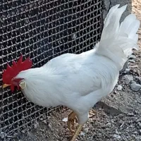 پرنده|پرنده|میناب, |دیوار