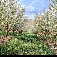 باغ-ویلا-2300-زمین-50م-بناکنتر-برق-استخرگرمابسرد