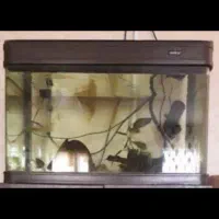 آکواریوم ماهیران