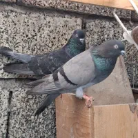 کبوتر معاوضه و فروش