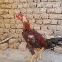 خروس لاری