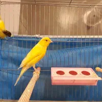 قناری نر و ماده آماده  آماده