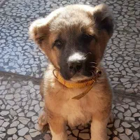 توله الابای .خراسانی