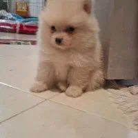 واگذاری پامر اشپیتز نر بخاطر مهاجرت.فوری|سگ|شاهینشهر, حافظ شمالی|دیوار