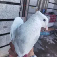 نر الماسی تک وسفیدنر و ماده شکلاتی|پرنده|کوهدشت, |دیوار