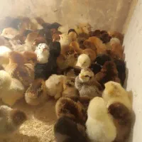 جوجه کشی شراکتی