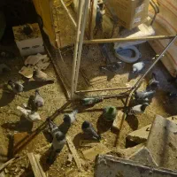 کبوتر|پرنده|سنقر, |دیوار