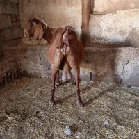 یک عددبزماده آبستن نگه داری|حیوانات مزرعه|خواجه, |دیوار