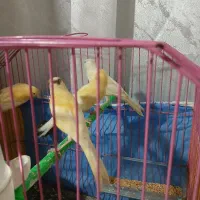 قناری پرتغالی حاضر اماده جفت