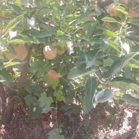 فروش باغ انگور ۱۳۰۰ متر|فروش زمین و ملک کلنگی|خنداب, |دیوار