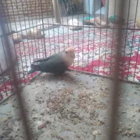 طوطی برزیلی خوش رنگ|پرنده|گنبد کاووس, |دیوار