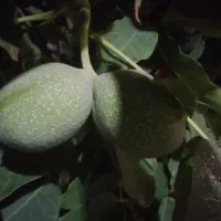 گردو نوبرانه پوست کاغذی
