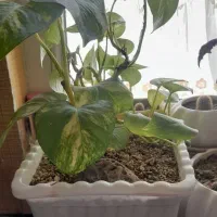 گل های زیبا و سر حال|گل و گیاه طبیعی|مهاجران, |دیوار