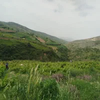 باغ-انگور-بهترین-نقطه-کوهستانی-لنگر-سلاخ