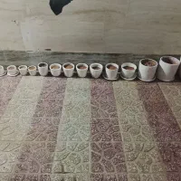 تعداد ۱۶ گلدان