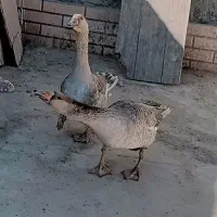 یک جفت غوغاز