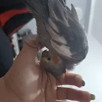 گم شده|پرنده|بهبهان, |دیوار