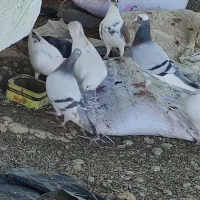 انواع کبوتر|پرنده|آق قلا, |دیوار