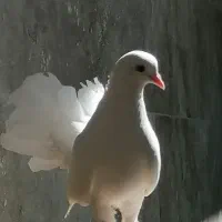 کبوتر دم چتری سفید نر