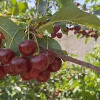 ویلا-فروشی-سند-دار-45-کیلومتری-کرج