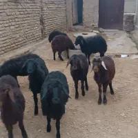 بره ای نر قرقزل قرمز قزل افشار|حیوانات مزرعه|میاندوآب, |دیوار