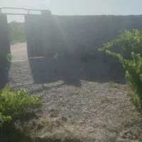 باغچه/سند تک برگ/چسب بافت