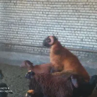 قوچ نر مولد ۲ ساله نژاد ترکی سالم و تضمینی