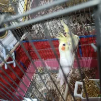 عروس هلندی جفت|پرنده|نوشین شهر, |دیوار