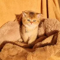 بچه گربه های کیوت میوت شیراز|گربه|شیراز, طلاب|دیوار