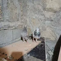 کفتر جفتگاه|پرنده|گلبهار, شهر جدید گلبهار|دیوار