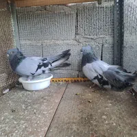 فروش و معاوضه