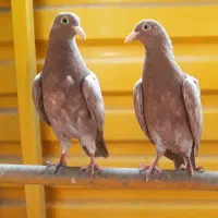 کبوتر تیپلر انگلیسی|پرنده|شهریار, شهریار|دیوار