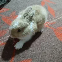 خرگوش فقط 150