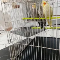 عروس هلندی با جوجه|پرنده|سرایان, |دیوار