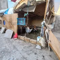 تخم گلین|حیوانات مزرعه|قم, محمد آباد|دیوار