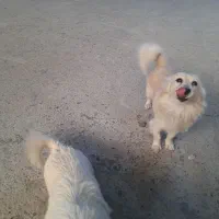 سگ پامر اشپیتز|سگ|نجفآباد, جلال آباد|دیوار