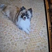 سگ پامرگمشده|سگ|چاف و چمخاله, |دیوار