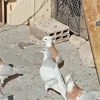 تعدادی طوقی