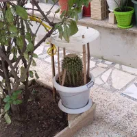 فروش گل به قیمت خوب درفومن