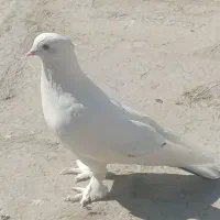 کفتر زیبا پرشی|پرنده|ملارد, |دیوار